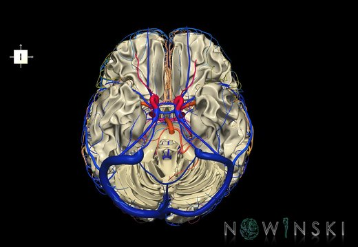 G3.T13.1-15.2-16.1.V6.C2.L0.White matter–Intracranial arteries–Intracranial venous system