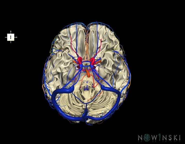 G3.T13.1-15.2-16.1.V6.C2.L0.White_matter–Intracranial_arteries–Intracranial_venous_system.tiff