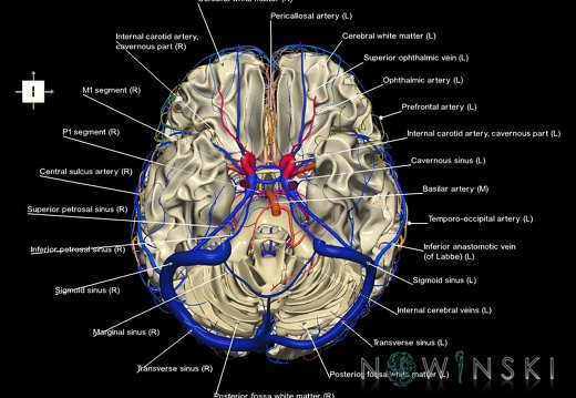 G3.T13.1-15.2-16.1.V6.C2.L1.White matter–Intracranial arteries–Intracranial venous system