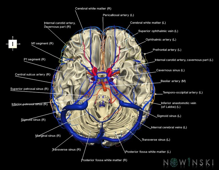 G3.T13.1-15.2-16.1.V6.C2.L1.White_matter–Intracranial_arteries–Intracranial_venous_system.tiff