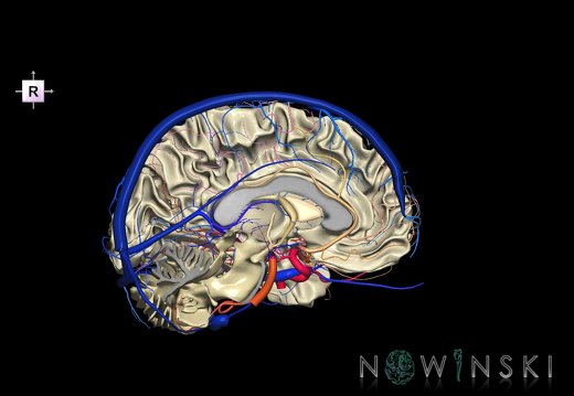 G3.T13.2-15.3-16.2.V4.C2.L0.White matter–Intracranial arteries–Intracranial venous system.Left