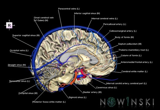 G3.T13.2-15.3-16.2.V4.C2.L1.White matter–Intracranial arteries–Intracranial venous system.Left