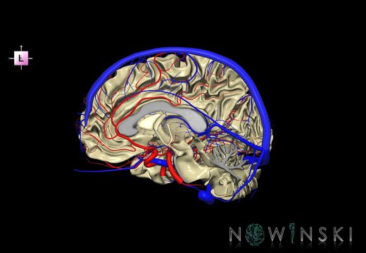 G3.T13.3-15.4-16.3.V2.C1.L0.White matter–Intracranial arteries–Intracranial venous system.Right