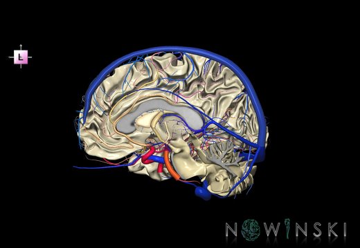 G3T13.3-15.4-16.3.WhiteMatter-IntracranialArteries-IntracranialVenousSystem.Right