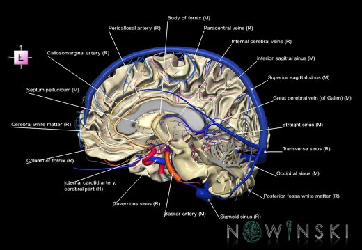 G3.T13.3-15.4-16.3.V2.C2.L1.White matter–Intracranial arteries–Intracranial venous system.Right