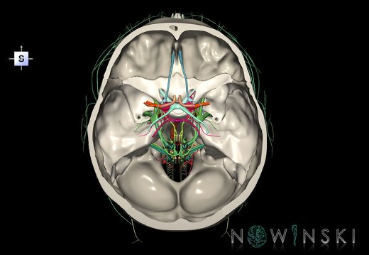 G3T15.1-19.1-22.3.IntracranialArteries-CranialNerves-SkullBase