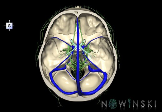 G3.T16.4-19.1-22.3.V5.C1.L0.Dural sinuses–Cranial nerves–Skull base