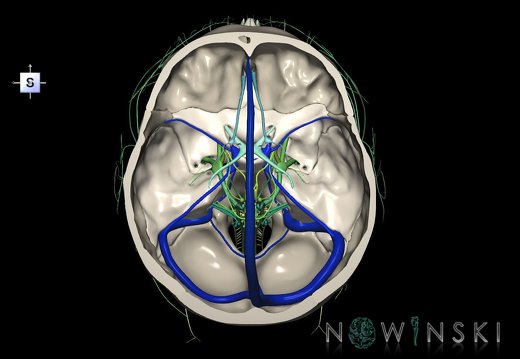 G3.T16.4-19.1-22.3.V5.C2.L0.Dural sinuses–Cranial nerves–Skull base