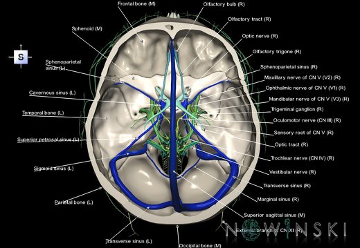 G3.T16.4-19.1-22.3.V5.C2.L1.Dural sinuses–Cranial nerves–Skull base