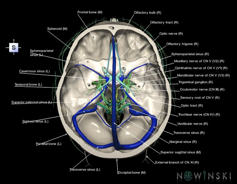 G3.T16.4-19.1-22.3.V5.C2.L1.Dural_sinuses–Cranial_nerves–Skull_base.tiff