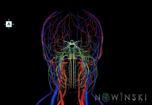 G3.T17.2-18.2-19.1.V1.C2.L0.Extracranial arteries–Extracranial veins–Cranial nerves