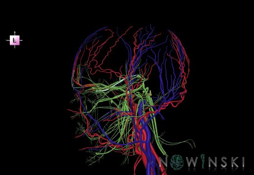 G3.T17.2-18.2-19.1.V2.C1.L0.Extracranial arteries–Extracranial veins–Cranial nerves
