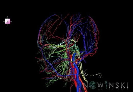 G3.T17.2-18.2-19.1.V2.C2.L0.Extracranial arteries–Extracranial veins–Cranial nerves