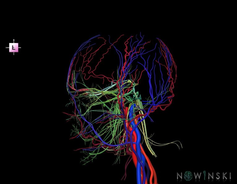 G3.T17.2-18.2-19.1.V2.C2.L0.Extracranial_arteries–Extracranial_veins–Cranial_nerves.tiff