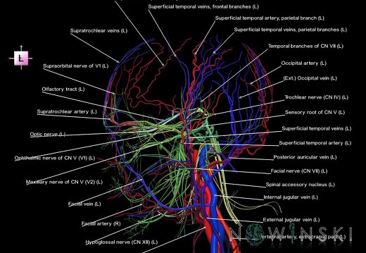 G3.T17.2-18.2-19.1.V2.C2.L1.Extracranial arteries–Extracranial veins–Cranial nerves
