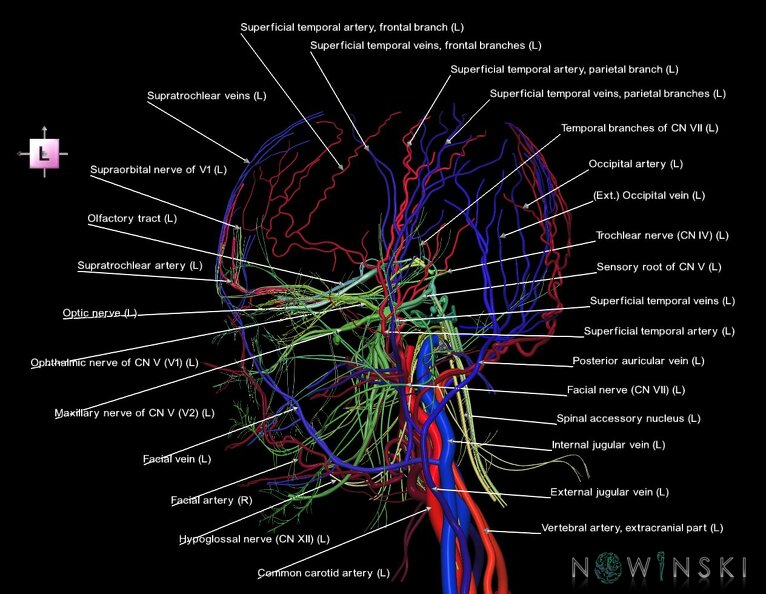 G3.T17.2-18.2-19.1.V2.C2.L1.Extracranial_arteries–Extracranial_veins–Cranial_nerves.tiff