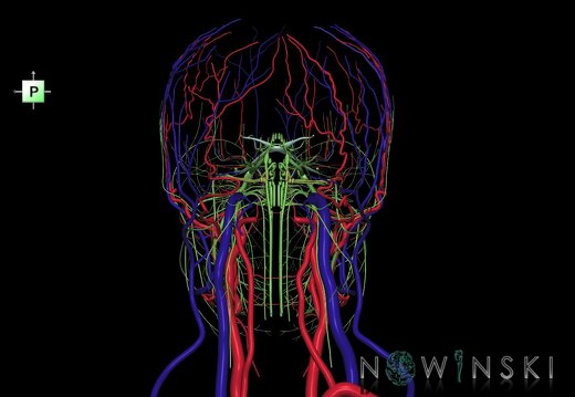 G3.T17.2-18.2-19.1.V3.C1.L0.Extracranial arteries–Extracranial veins–Cranial nerves