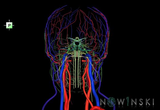 G3.T17.2-18.2-19.1.V3.C2.L0.Extracranial arteries–Extracranial veins–Cranial nerves