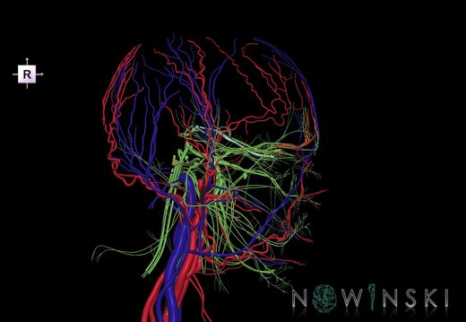 G3.T17.2-18.2-19.1.V4.C1.L0.Extracranial arteries–Extracranial veins–Cranial nerves