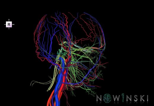 G3.T17.2-18.2-19.1.V4.C2.L0.Extracranial arteries–Extracranial veins–Cranial nerves