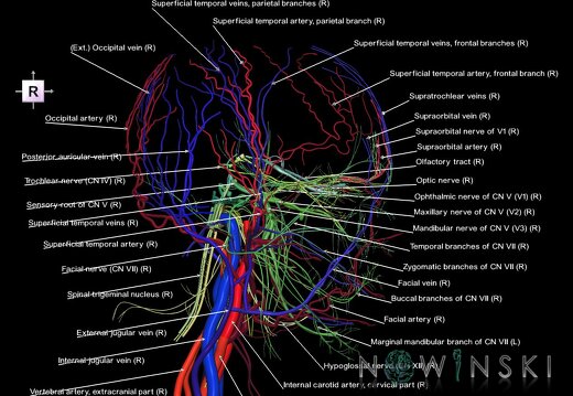 G3.T17.2-18.2-19.1.V4.C2.L1.Extracranial arteries–Extracranial veins–Cranial nerves