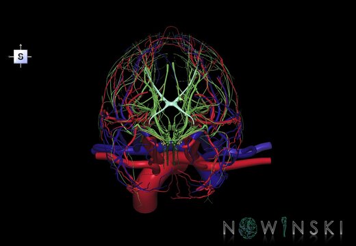 G3.T17.2-18.2-19.1.V5.C1.L0.Extracranial arteries–Extracranial veins–Cranial nerves