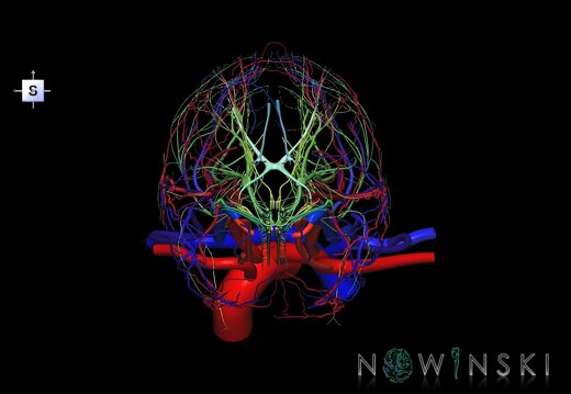 G3.T17.2-18.2-19.1.V5.C2.L0.Extracranial arteries–Extracranial veins–Cranial nerves