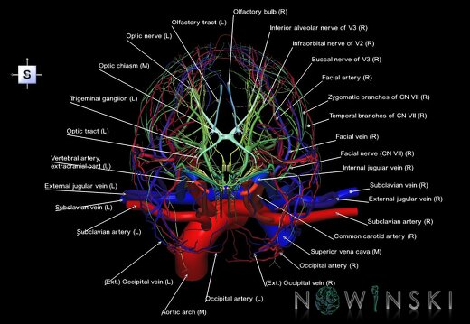 G3.T17.2-18.2-19.1.V5.C2.L1.Extracranial arteries–Extracranial veins–Cranial nerves