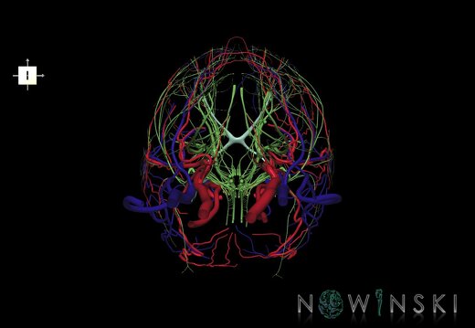 G3.T17.2-18.2-19.1.V6.C1.L0.Extracranial arteries–Extracranial veins–Cranial nerves