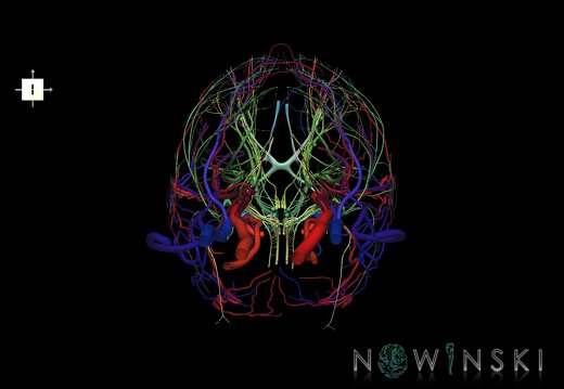 G3.T17.2-18.2-19.1.V6.C2.L0.Extracranial arteries–Extracranial veins–Cranial nerves