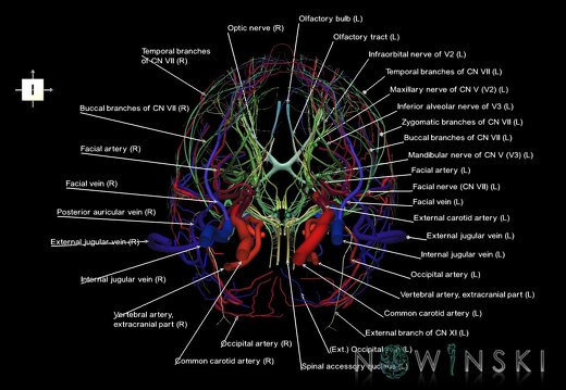 G3.T17.2-18.2-19.1.V6.C2.L1.Extracranial arteries–Extracranial veins–Cranial nerves