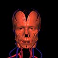 G3.T17.2-18.2-20.1.V1.C1.L0.Extracranial arteries–Extracranial veins–Head muscles