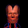 G3.T17.2-18.2-20.1.V1.C2.L0.Extracranial arteries–Extracranial veins–Head muscles