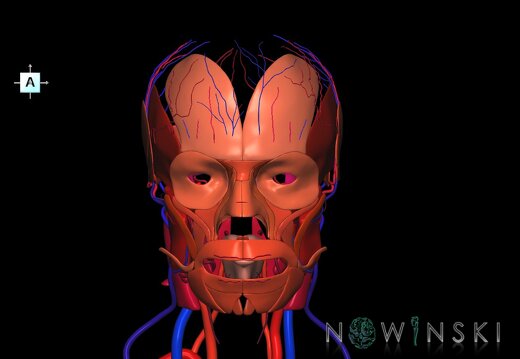 G3.T17.2-18.2-20.1.V1.C2.L0.Extracranial arteries–Extracranial veins–Head muscles