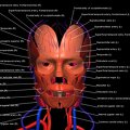 G3.T17.2-18.2-20.1.V1.C2.L1.Extracranial arteries–Extracranial veins–Head muscles
