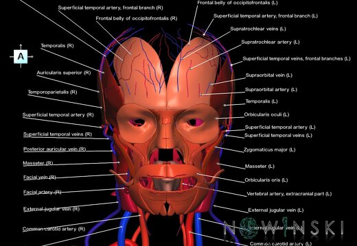 G3.T17.2-18.2-20.1.V1.C2.L1.Extracranial arteries–Extracranial veins–Head muscles