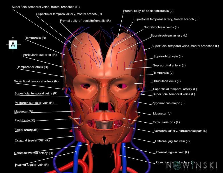 G3.T17.2-18.2-20.1.V1.C2.L1.Extracranial_arteries–Extracranial_veins–Head_muscles.tiff