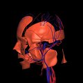 G3.T17.2-18.2-20.1.V2.C1.L0.Extracranial arteries–Extracranial veins–Head muscles