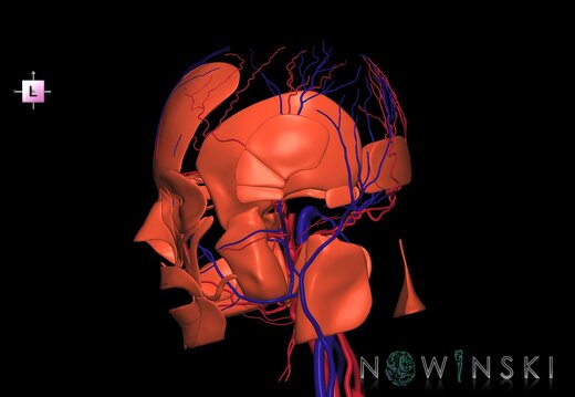 G3.T17.2-18.2-20.1.V2.C1.L0.Extracranial arteries–Extracranial veins–Head muscles