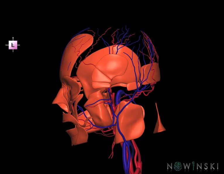 G3.T17.2-18.2-20.1.V2.C1.L0.Extracranial_arteries–Extracranial_veins–Head_muscles.tiff