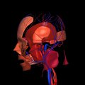 G3.T17.2-18.2-20.1.V2.C2.L0.Extracranial arteries–Extracranial veins–Head muscles