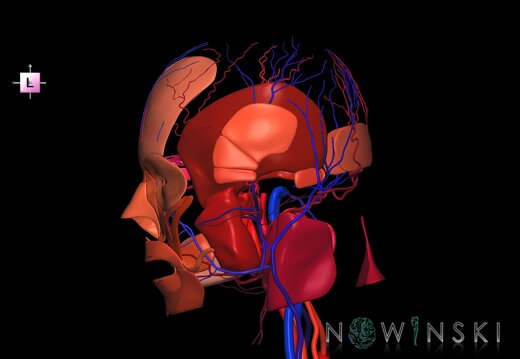 G3.T17.2-18.2-20.1.V2.C2.L0.Extracranial arteries–Extracranial veins–Head muscles