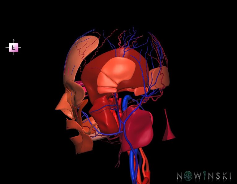 G3.T17.2-18.2-20.1.V2.C2.L0.Extracranial_arteries–Extracranial_veins–Head_muscles.tiff