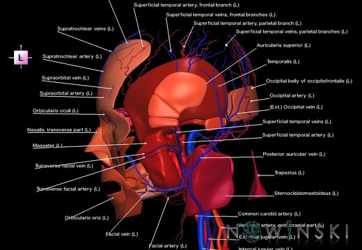 G3.T17.2-18.2-20.1.V2.C2.L1.Extracranial arteries–Extracranial veins–Head muscles