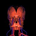 G3.T17.2-18.2-20.1.V3.C1.L0.Extracranial arteries–Extracranial veins–Head muscles