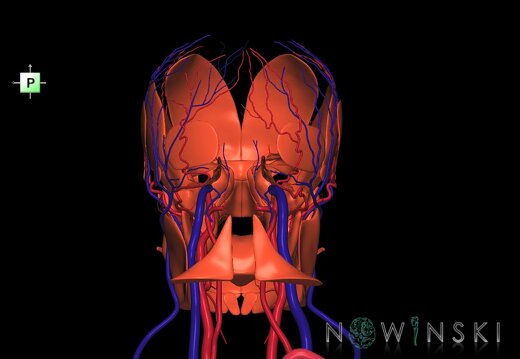 G3.T17.2-18.2-20.1.V3.C1.L0.Extracranial arteries–Extracranial veins–Head muscles