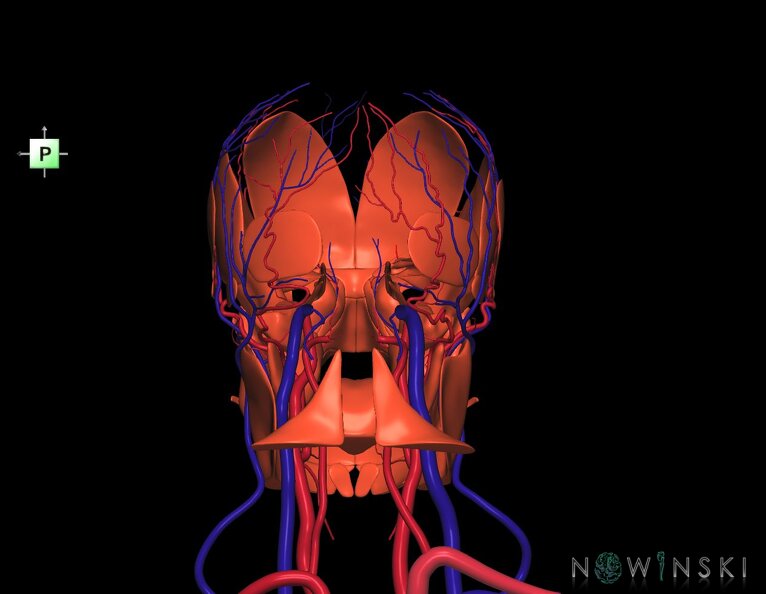 G3.T17.2-18.2-20.1.V3.C1.L0.Extracranial_arteries–Extracranial_veins–Head_muscles.tiff