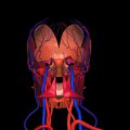 G3.T17.2-18.2-20.1.V3.C2.L0.Extracranial arteries–Extracranial veins–Head muscles