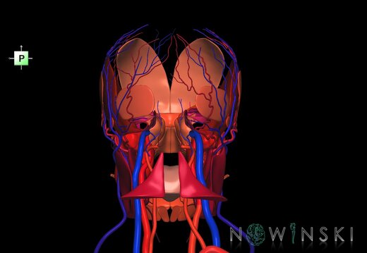 G3.T17.2-18.2-20.1.V3.C2.L0.Extracranial arteries–Extracranial veins–Head muscles