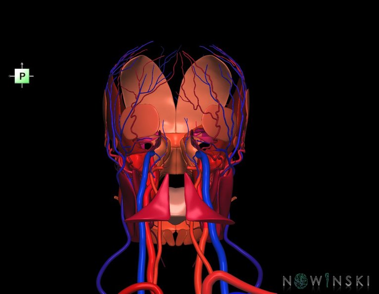 G3.T17.2-18.2-20.1.V3.C2.L0.Extracranial_arteries–Extracranial_veins–Head_muscles.tiff